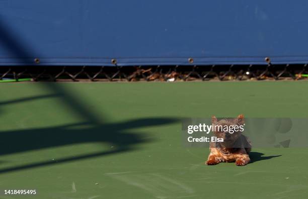 Christopher Chip Rafael Nadal, the Yorkshire Terrier of Serena Williams of the United States is seen during practice before the start of the US Open...