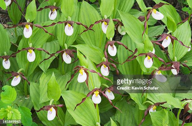 mountain ladyslipper orchid (cypripedium montanum) , methow valley, washington - methow valley stock pictures, royalty-free photos & images