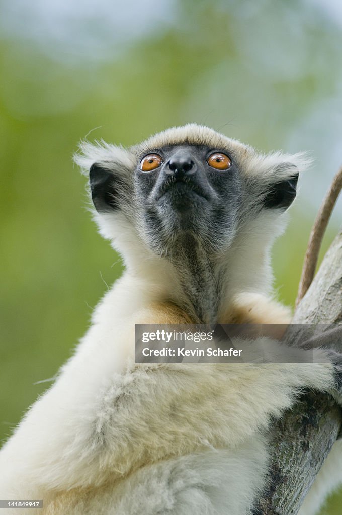 Golden-crowned Sifaka lemur (Propithecus tattersalli) Fenamby Reserve, Daraina, Northeastern Madagascar