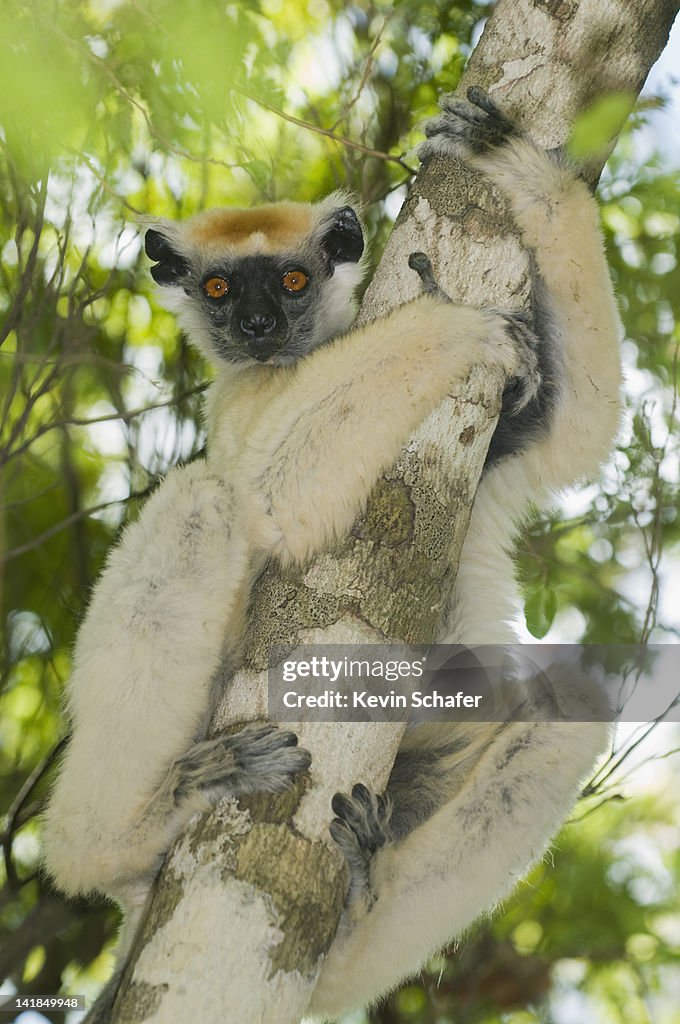 Golden-crowned Sifaka lemur (Propithecus tattersalli) Fenamby Reserve, Daraina, Northeastern Madagascar