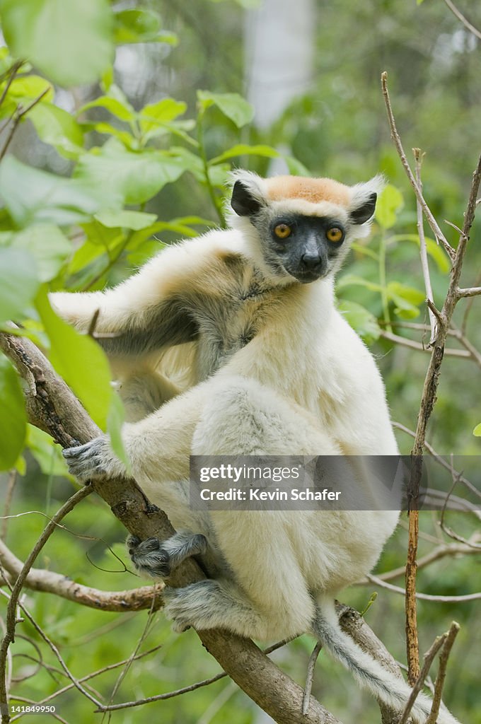 Golden-crowned Sifaka lemur (Propithecus tattersalli) Fenamby Reserve, Daraina, Northeastern Madagascar