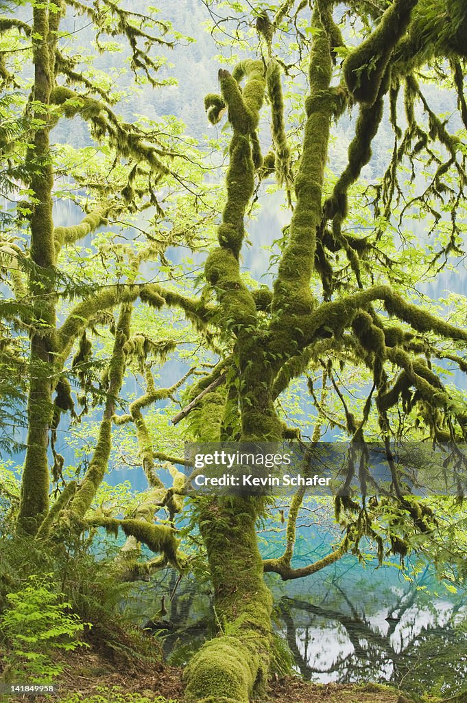 Trees covered with moss and ferns, Lake Crescent, Olympic National Park, Washington, USA