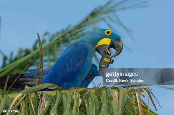 hyacinth macaw (anodorhynchus hyacinthinus) feeding in palm tree, pantanal, mato grosso, brazil, south america - hyacinth macaw stock pictures, royalty-free photos & images