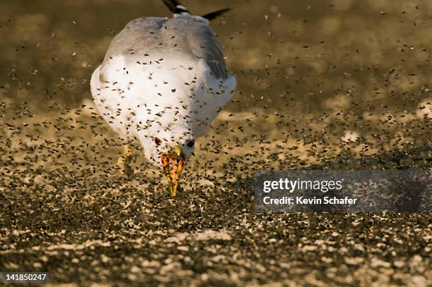 california gull (larus californicus) eating alkali flies (ephydra hians) in mid-air, mono lake, eastern california, usa - mono lake stock pictures, royalty-free photos & images