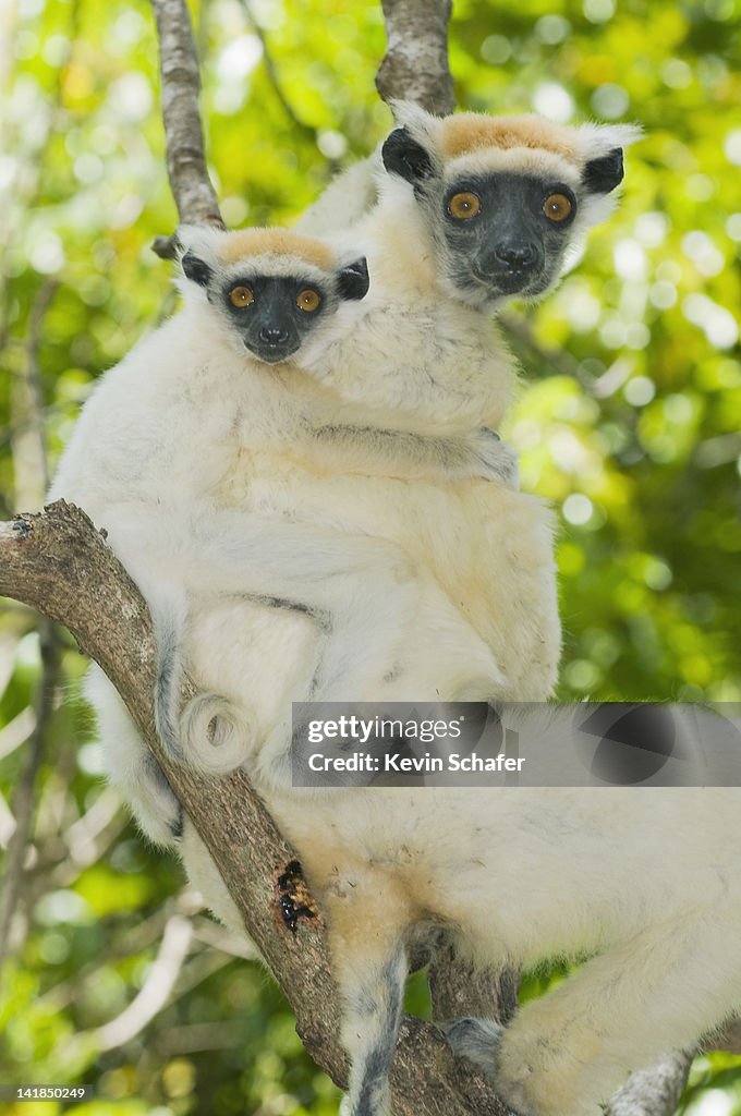 Golden-crowned Sifaka lemur (Propithecus tattersalli) mother and baby, Fenamby Reserve, Daraina, North-eastern Madagascar