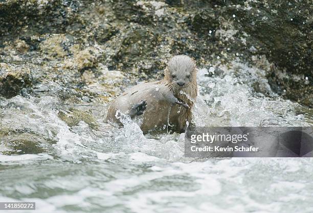 marine otter (lontra felina) chiloe island, chile, south america - lontra photos et images de collection