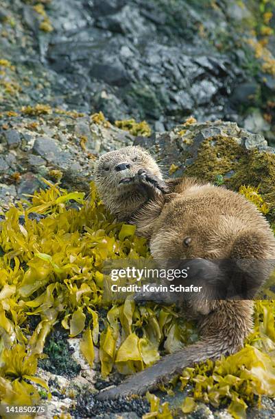 marine otter (lontra felina) scratching itself in kelp, pacific coast, chiloe island, chile, south america - lontra stock pictures, royalty-free photos & images