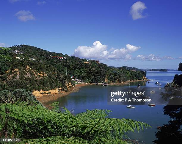 bay of islands near paihia, ferns in f/g, nth is, new zealand - new zealand foto e immagini stock