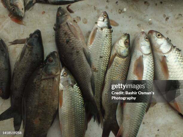 fresh water fish on sale - trout stock pictures, royalty-free photos & images