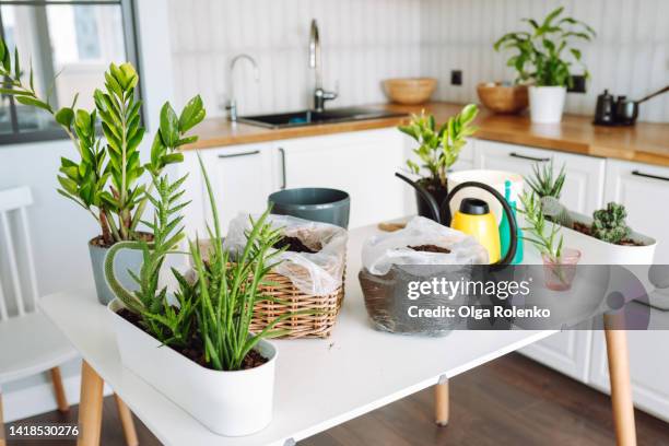 gardening. plants transplantation utensil and features. potted flowers and plants on the table - sansevieria stock pictures, royalty-free photos & images