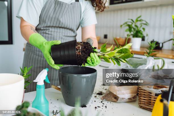 midsection of florist in gloves transplant plant, changing soil and pot - potting - fotografias e filmes do acervo