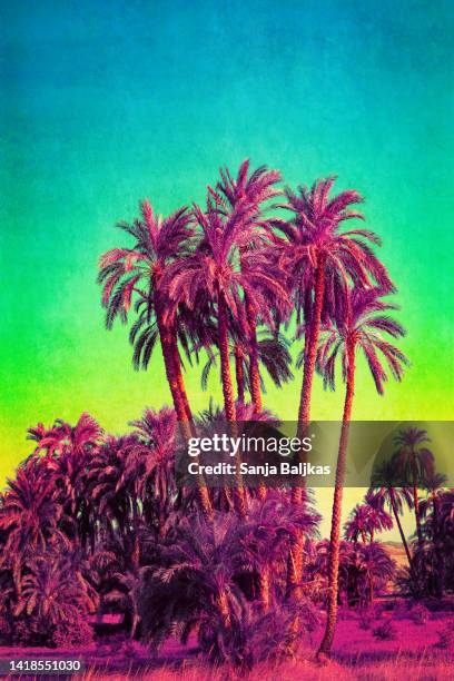 dreamy neon palm trees in jungle - dramatische landschaft stock-fotos und bilder