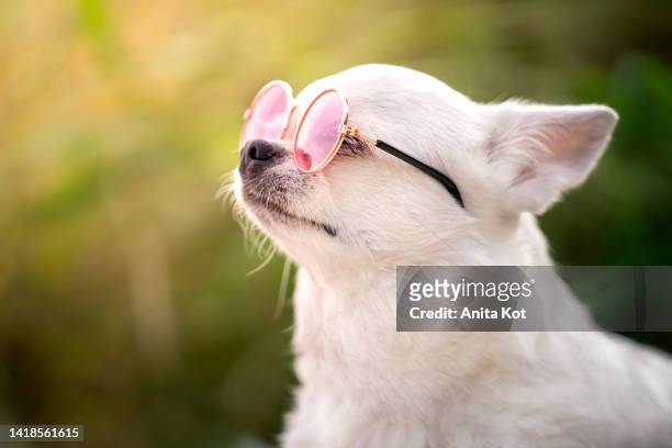 little dog in pink sunglasses - chihuahua love stock pictures, royalty-free photos & images