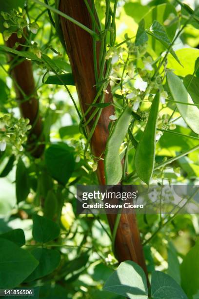 pole beans growing - ベニバナインゲン ストックフォトと画像