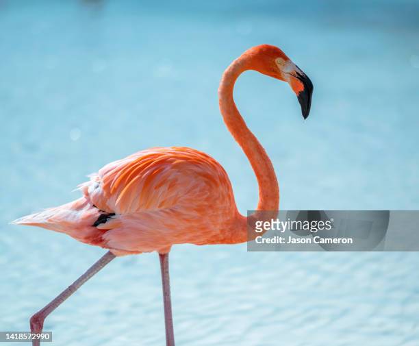 one beautiful flamingo in aruba - aruba beach stock-fotos und bilder