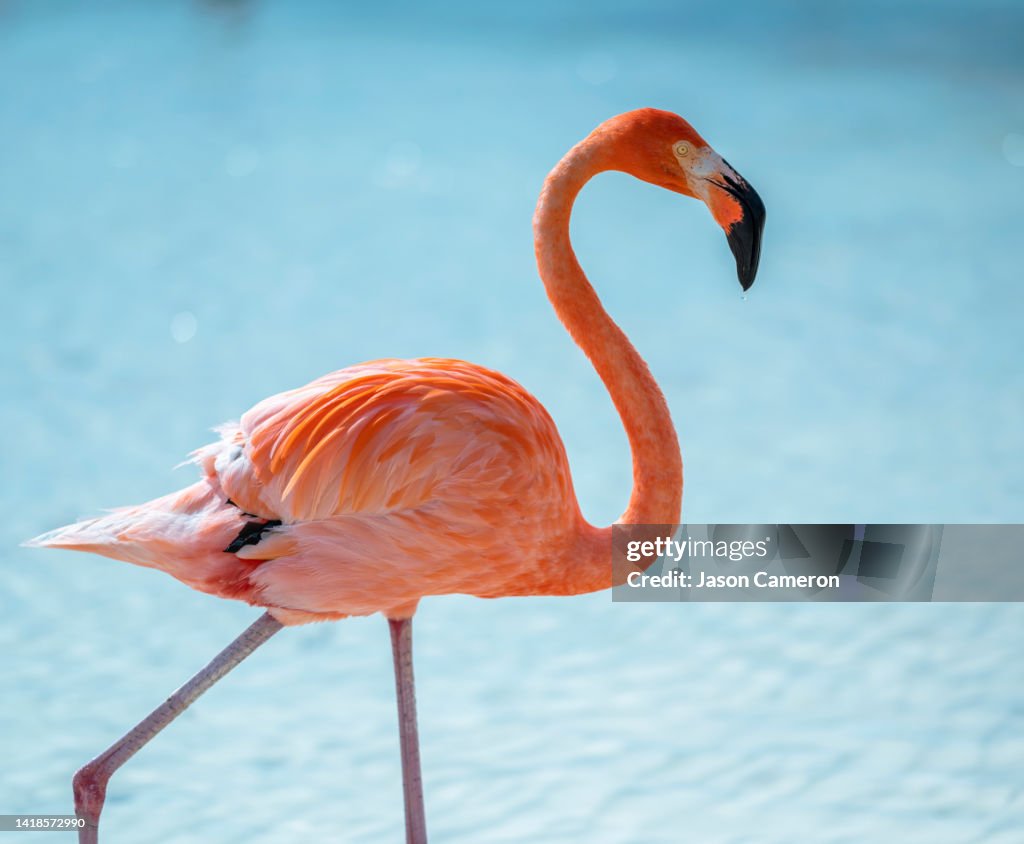 One Beautiful Flamingo in Aruba