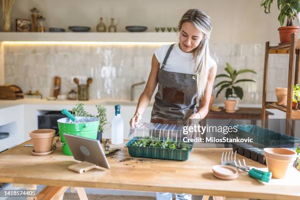 woman uses a seedling tray at home - seedling stock pictures, royalty-free photos & images