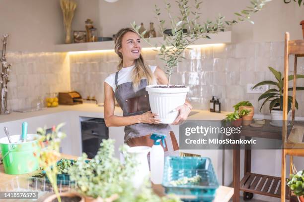 woman holding potted plant in hands at home - olive tree hand stock pictures, royalty-free photos & images