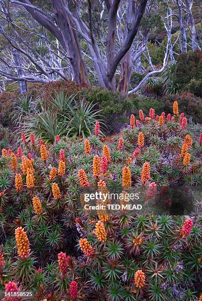 endemic heath plants of pandani ( richea pandanifolia ) and flowering scoparia (richea scoparia ) beneath snow gums ( eucalyptus coccifera ) in the cradle mt national park, tasmania, australia. - snow gums stock pictures, royalty-free photos & images