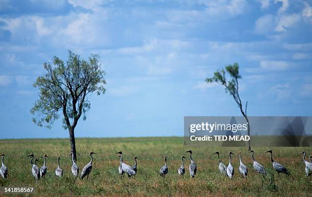 brolgas ( grus ubicundus ) on a savannah plain in the gulf region of northern queensland. - grus rubicunda stock pictures, royalty-free photos & images