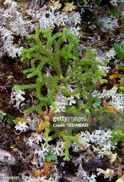 club moss ( lycopodium spp ) and lichen in the western arthur range in the southwest national park, tasmania, australia. - lycopodiaceae stock pictures, royalty-free photos & images