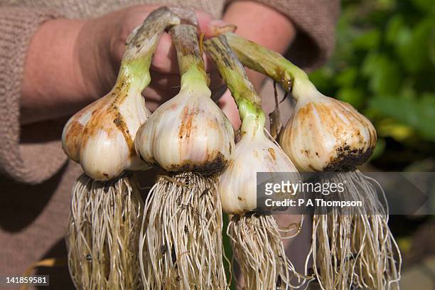 harvesting home grown garlic, wirral, england mr pr - harvesting garden stock pictures, royalty-free photos & images