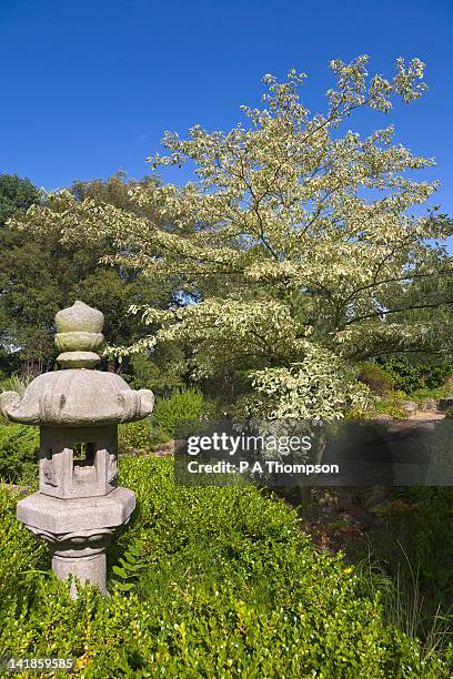 cornus controversa variegata, england - cornus controversa stock pictures, royalty-free photos & images