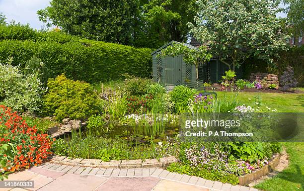 back garden with pond and garden shed, wirral, merseyside, england - pond stock pictures, royalty-free photos & images