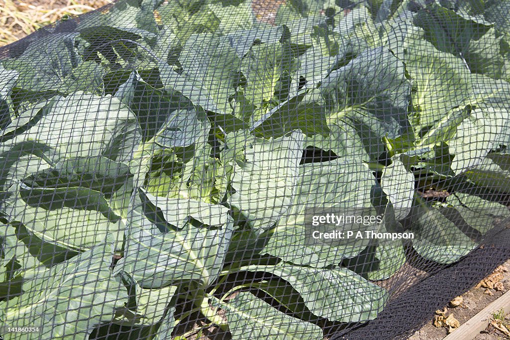 Cabbage netted for protection against pests
