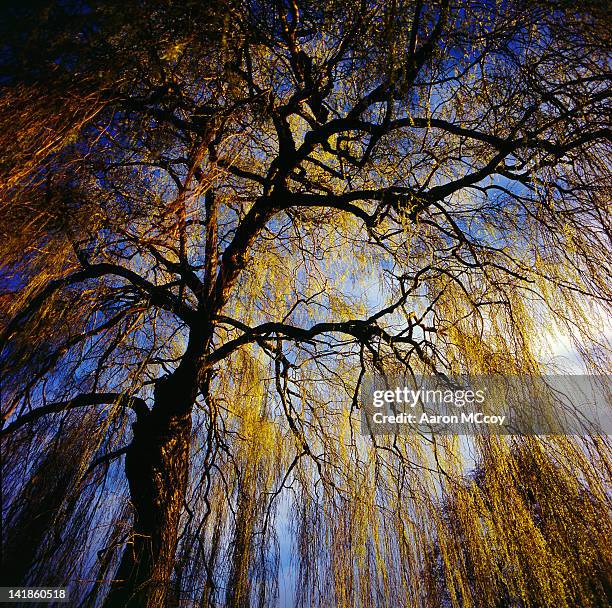 view from within the canopy of a weeping willow (salix). seattle, washington, usa. - weeping willow stock pictures, royalty-free photos & images