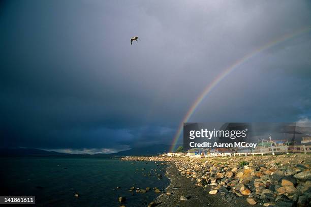 seagull flying with rainbow and town of puerto natales in distance, southern chile, south america - puerto natales stock-fotos und bilder