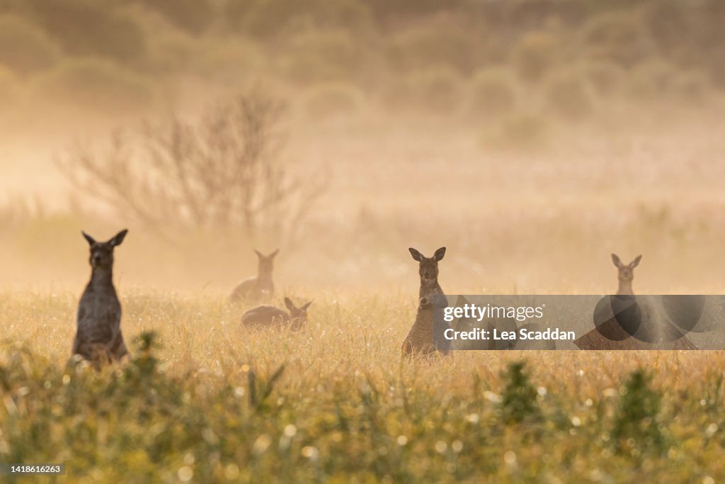 Kangaroos in the mist