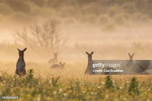 kangaroos in the mist - sunrise dawn stock pictures, royalty-free photos & images