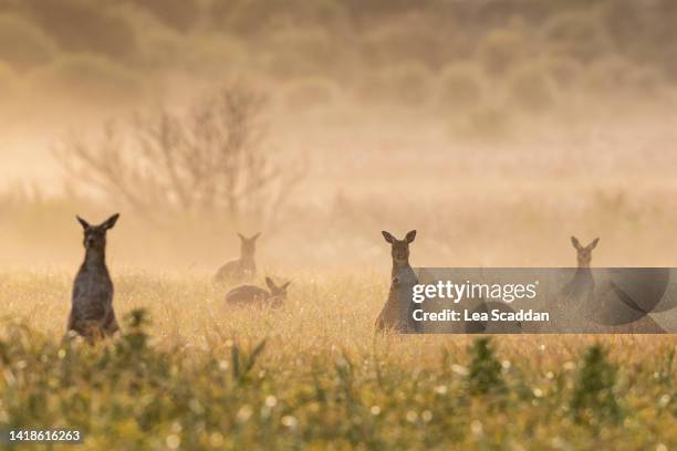 kangaroos in the mist - canguru imagens e fotografias de stock