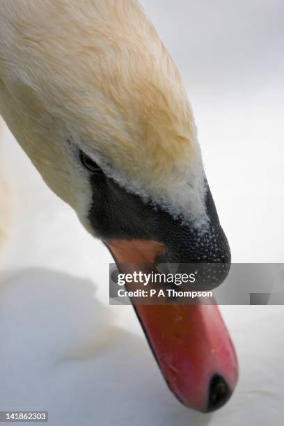 swan, abbotsbury swannery, dorset, england - abbotsbury stock pictures, royalty-free photos & images