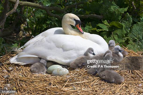 swan and cygnets on a nest, abbotsbury swannery, dorset, england - abbotsbury stock pictures, royalty-free photos & images