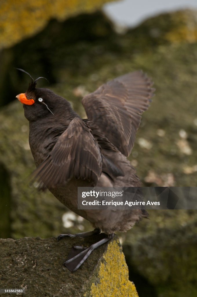 Crested Auklet (Aethia cristatella) Alaska, USA