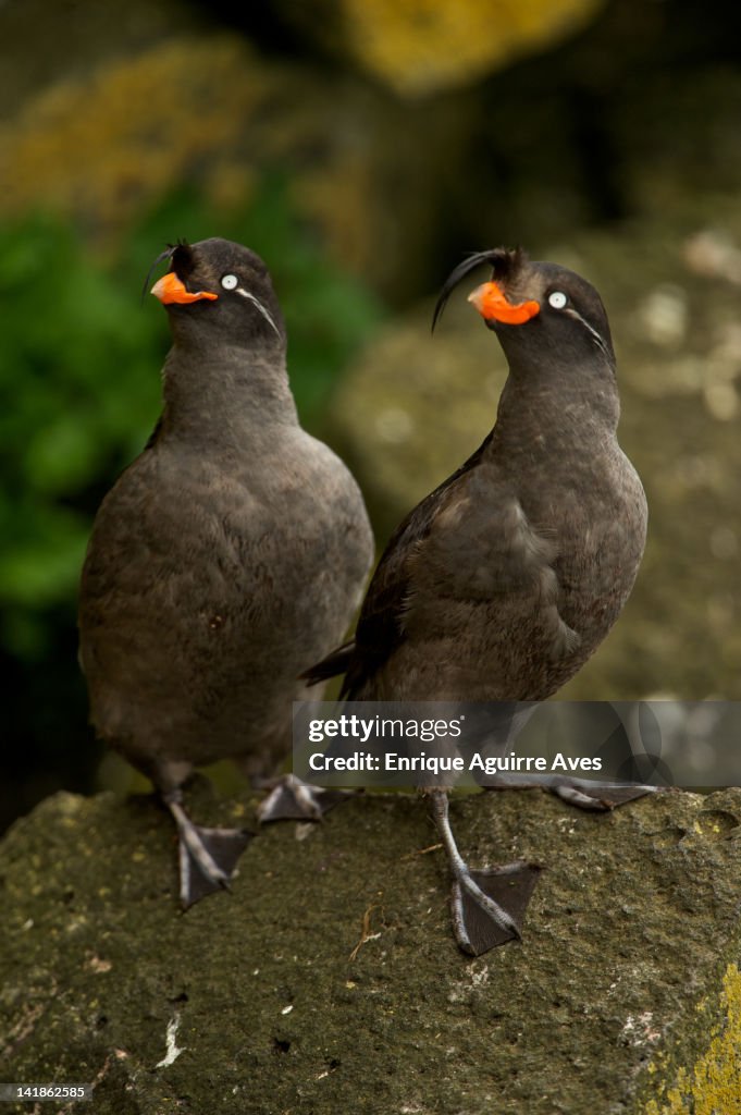 Crested Auklet (Aethia cristatella) Alaska, USA