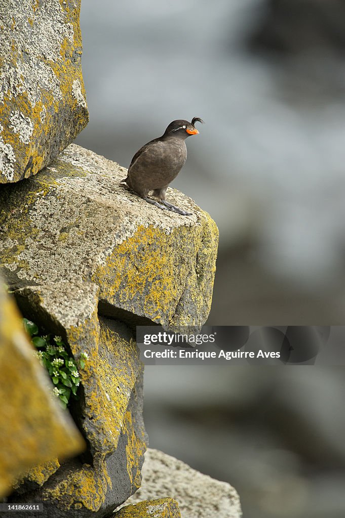 Crested Auklet (Aethia cristatella) Alaska, USA
