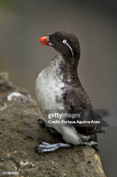 parakeet auklet (aethia psittacula) alaska, usa - parakeet auklet stock pictures, royalty-free photos & images