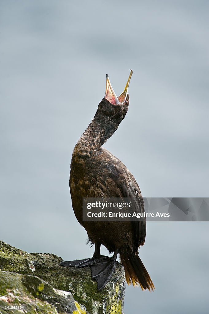 Red-faced Cormorant (Phalacrocorax urile) Alaska, USA