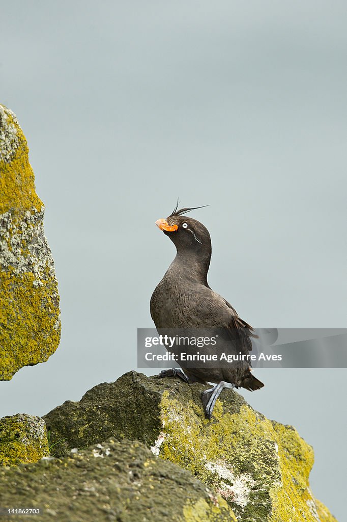 Crested Auklet (Aethia cristatella) Alaska, USA