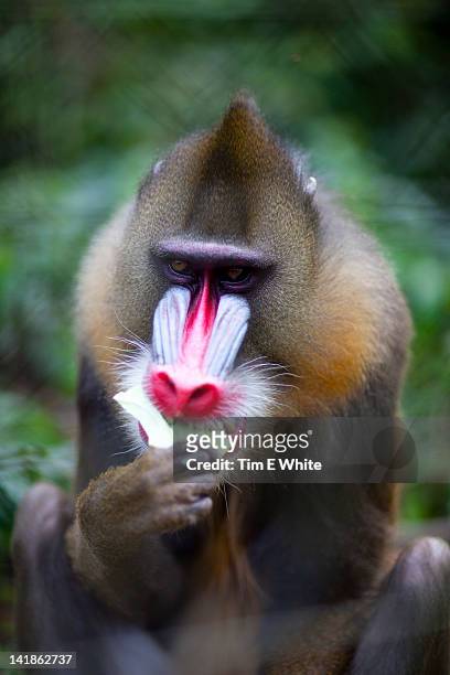 mandrill, mefou national park, near yaounde, cameroon, africa - cameroon forest stock pictures, royalty-free photos & images