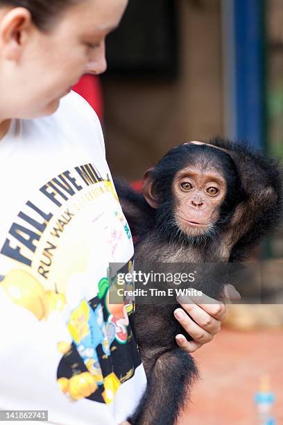 baby chimpanzee, primate sanctuary, mefou national park, near yaounde, cameroon, africa - cameroon forest stock pictures, royalty-free photos & images