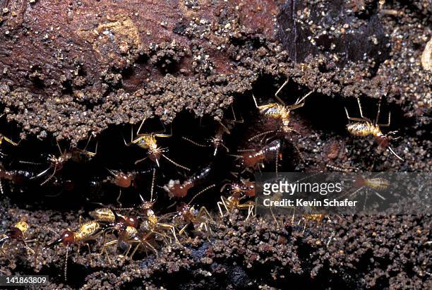 soldier termites guard workers. tortuguero np. costa rica - colônia grupo de animais - fotografias e filmes do acervo