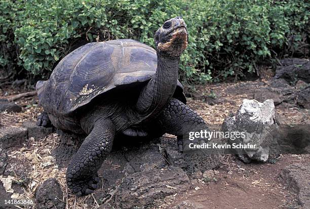 galapagos giant tortoise lifting head up, geochelone elephantopus. galapagos, santa cruz island, endangered - omnívoro fotografías e imágenes de stock