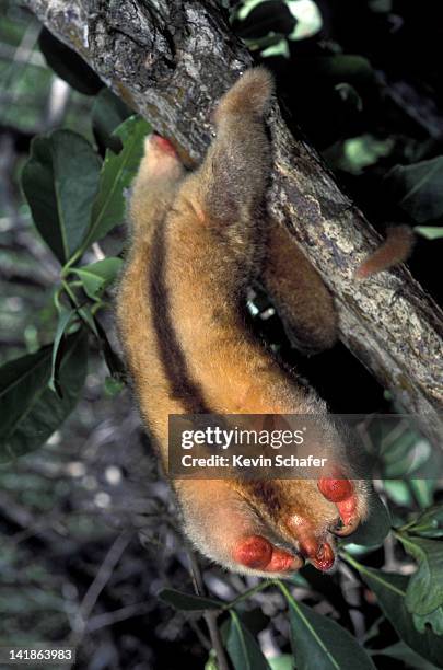 silky anteater (aka pygmy anteater) cyclopes didactylus. defense posture. caroni swamp, trinidad, west indies - silky anteater stock pictures, royalty-free photos & images