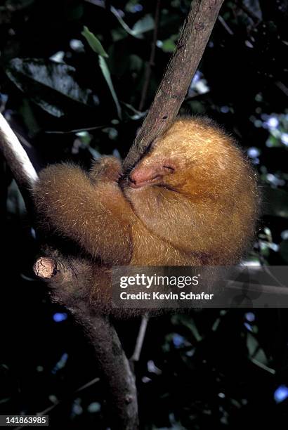 silky anteater (aka pygmy anteater) cyclopes didactylus. sleeping. mangroves, caroni swamp, trinidad, west indies - silky anteater stock pictures, royalty-free photos & images