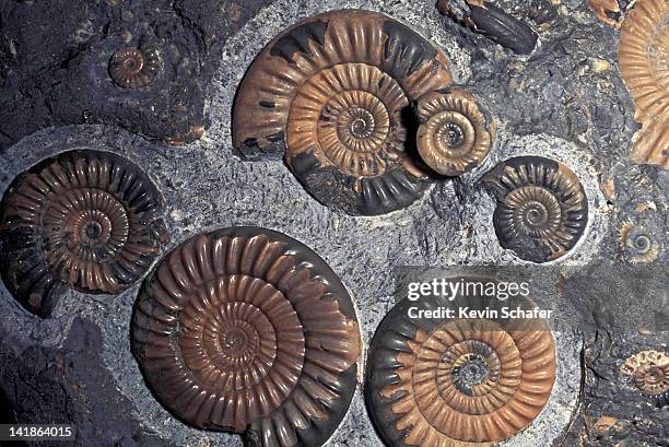 fossil ammonites, jurassic, promicroceras planicosta, uk. - ammonite stock pictures, royalty-free photos & images