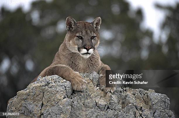cougar, felis concolor, resting on rock. uinta national forest. utah. - puma felino selvatico foto e immagini stock